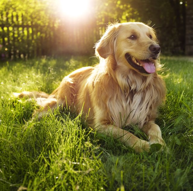 golden-retriever-royalty-free-image-506756303-1560962726